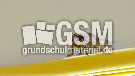 Zikadenlarve (5).jpg